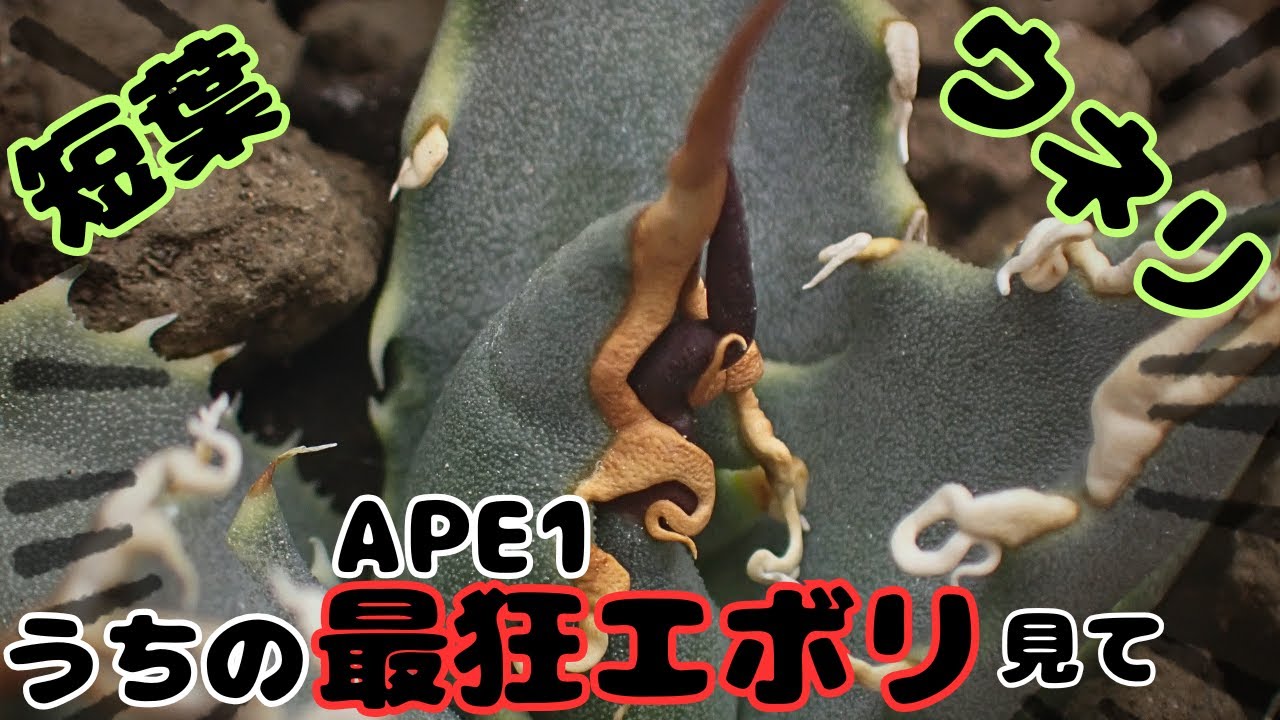 実生の子株　イコリさん 激レアエボリスピナ”APE1”の子株外し＆植え替え。【雑談多め】 - YouTube