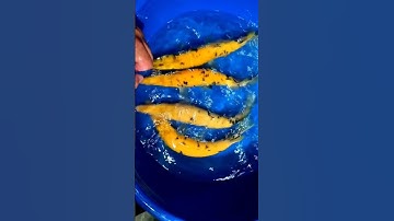 Các loại cá sấu hoả tiễn sẵn tại shop 0973.561.946