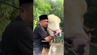 Download Lagu SAPI JANOKO VIRAL KARENA INI #shortvideo  #sapi #artis #sapijumbo #irfan MP3