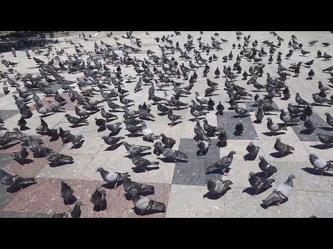 Yabani Güvercin Arasında
