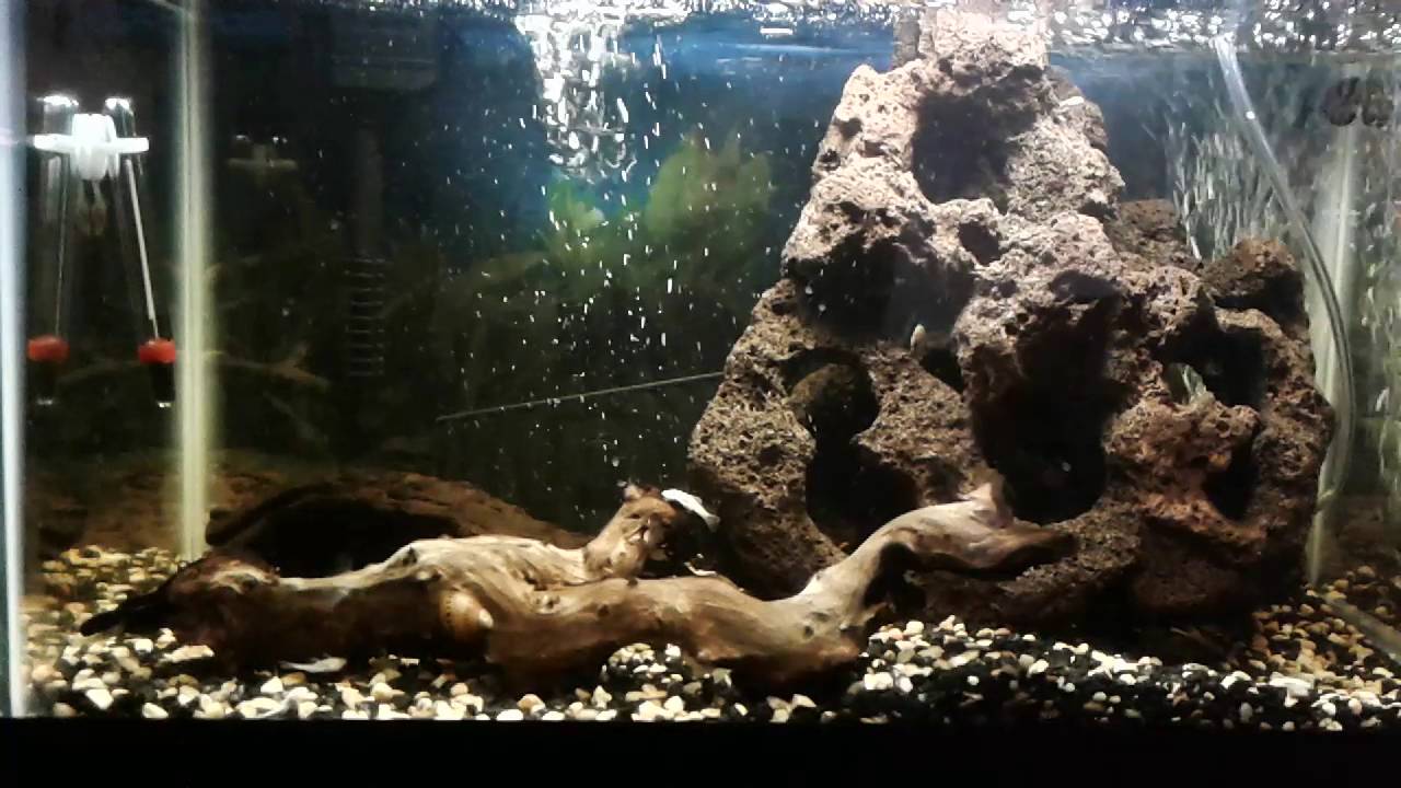 10 gallon baby bristle nose pleco aquarium - YouTube