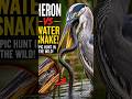 Great Blue Heron vs Water Snake | The Marsh's Ultimate Hunter! 🐍🦤