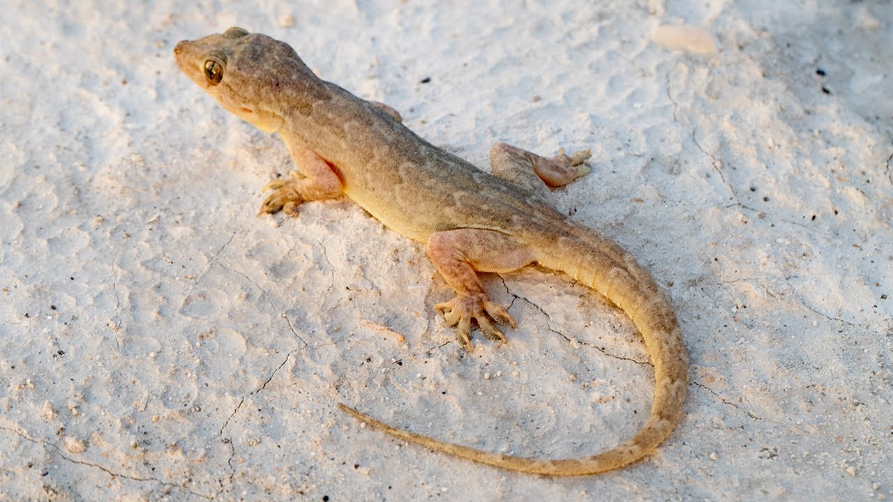 How Lizards Balance Keeping Their Tails On And Peeling Them Off