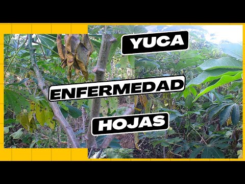 Video: Amarilleamiento de la planta de yuca: ¿Por qué las hojas de la planta de yuca se vuelven amarillas?