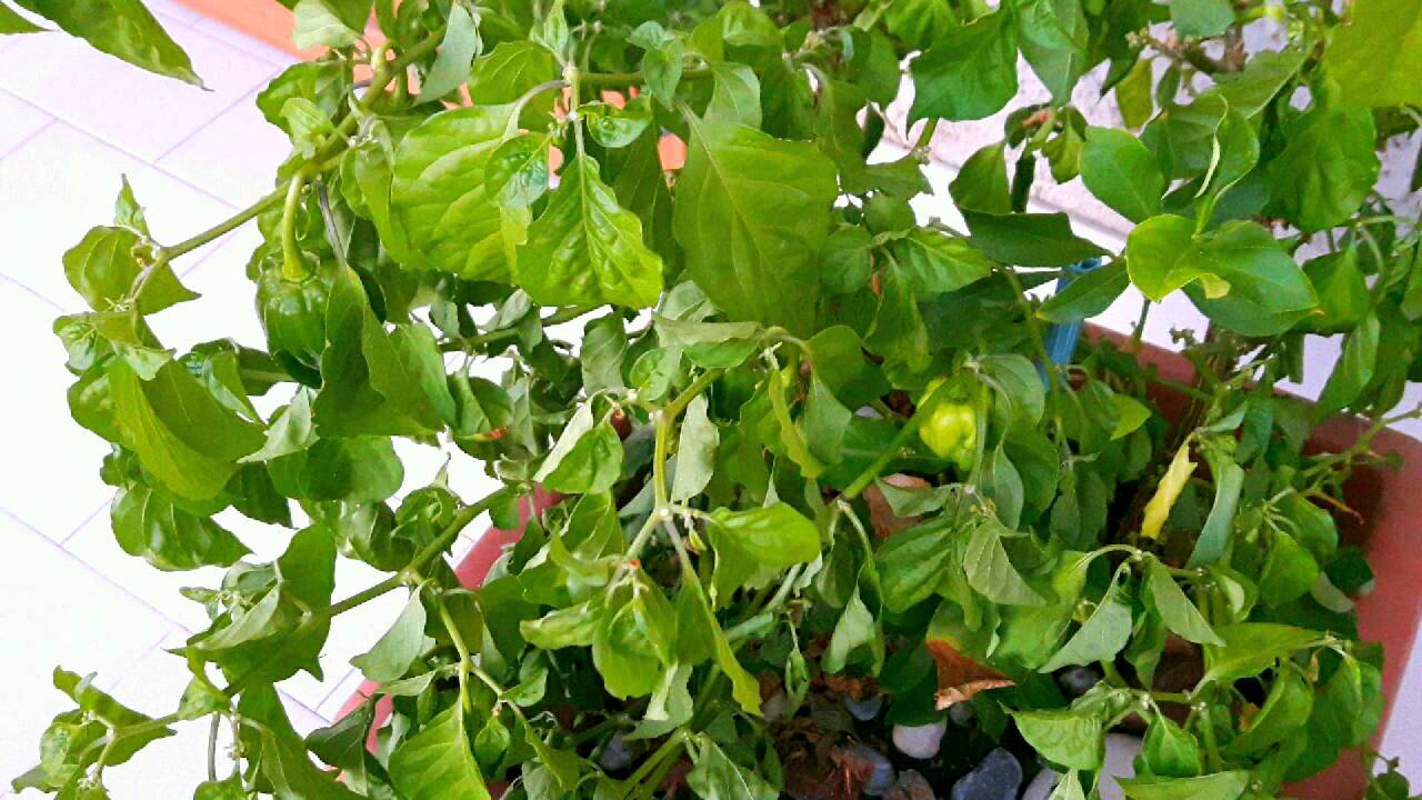Time lapse ripresa di piante habanero dopo aver dato l acqua