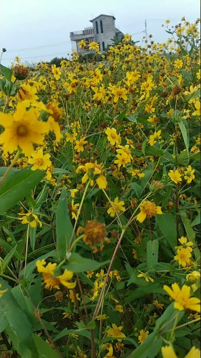 Niger plant. #yellowflower🌷🌼🌼