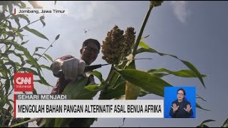 Sehari Menjadi Produsen Sorgum