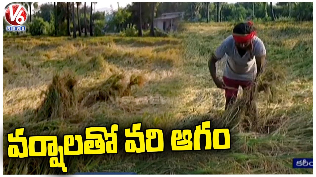 Farmers Facing Problems With Crops Damaged Due To Heavy Rains In ...