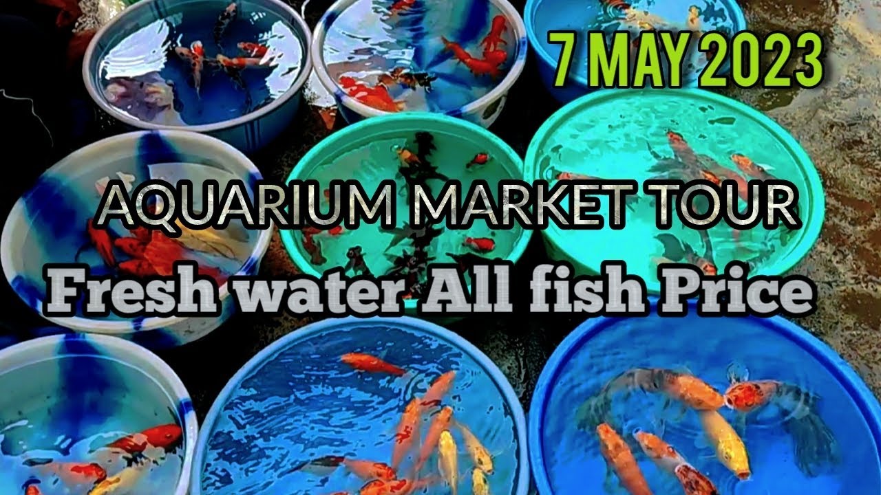 BIGGEST AQUARIUM market tour and recent Fish Price GARLIFF STREET