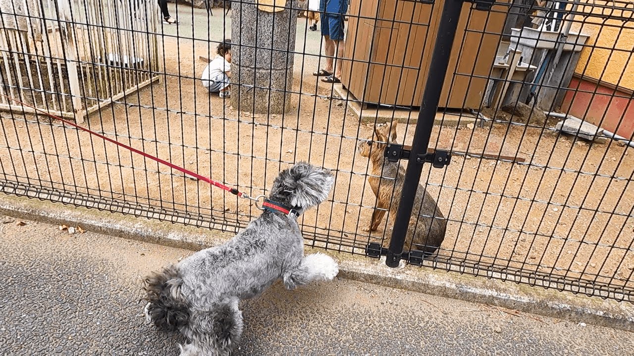 動物園で片っ端から喧嘩を売る愛犬【ミニチュアシュナウザー】