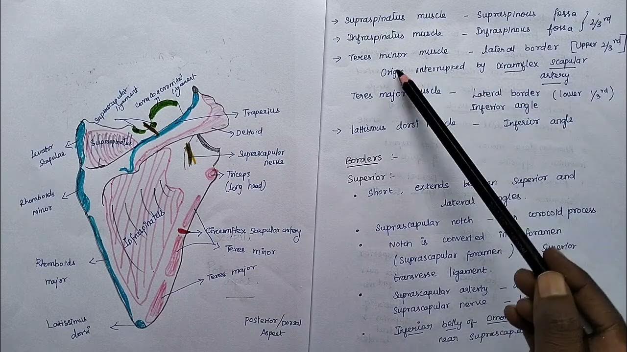 Scapula Notes for exam ( In Tamil) medicalstudent health physio 