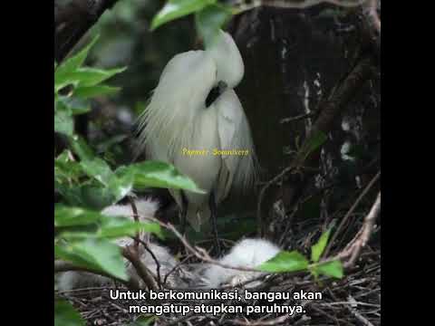 Video: Bangau putih - burung kebahagiaan