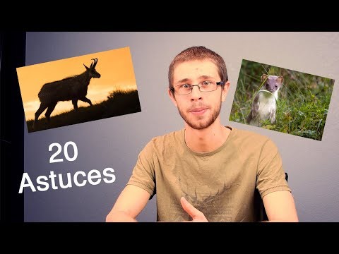 Vidéo: 8 Conseils Pour Prendre De Superbes Photos D'animaux Sauvages - Réseau Matador