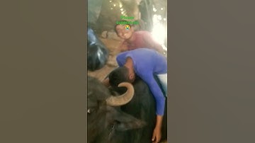 my first vlog❤️ on Buffalo 😭#shorts