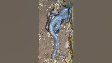 #rắn #rắnhổhành đôi rắn hổ hành cùng bắt chuột #snake #cobra