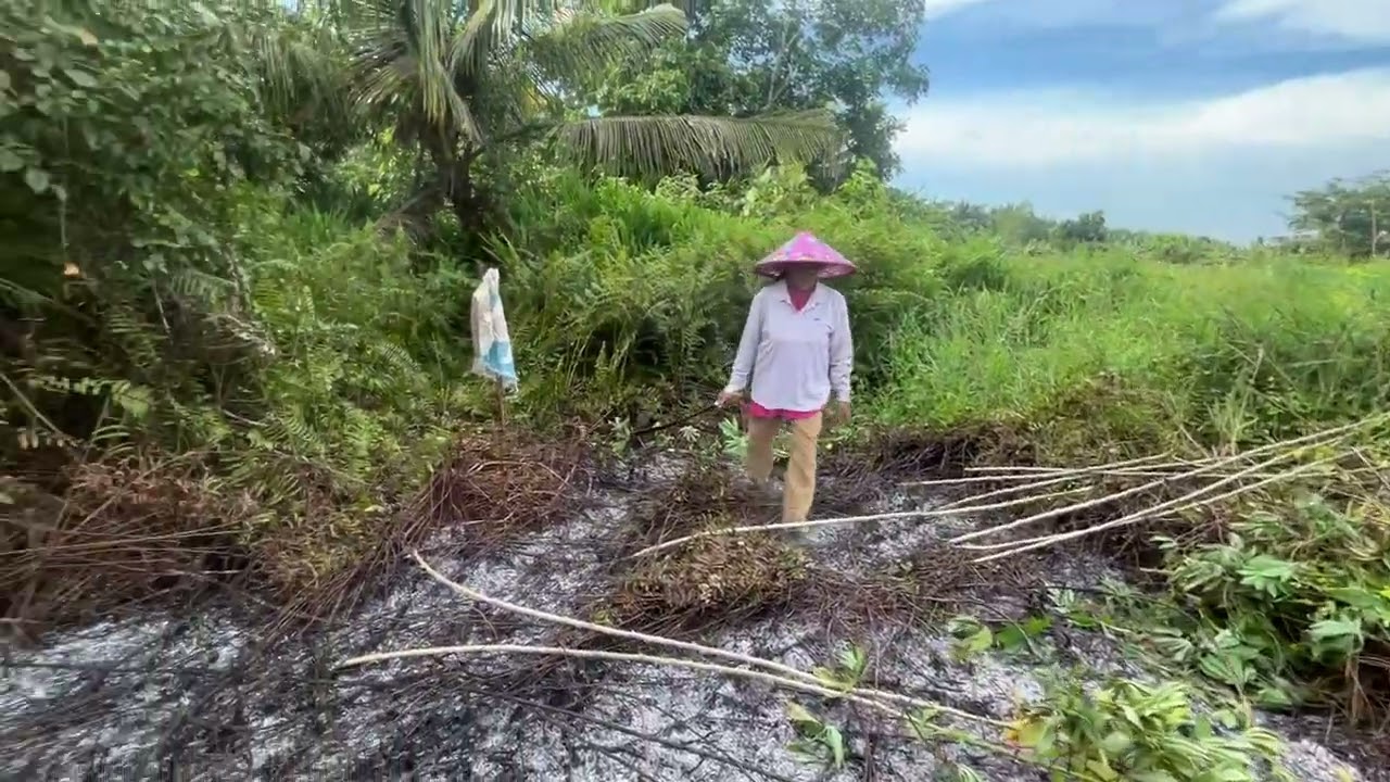 EP7: Perkembangan Terkini Kebun Asajaya | Langkah Seterusnya Bermula