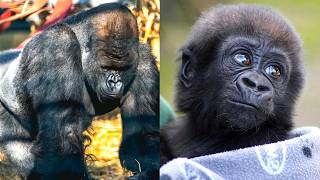 Ebeki the Silverback: A Gentle Giant’s Love for His Family