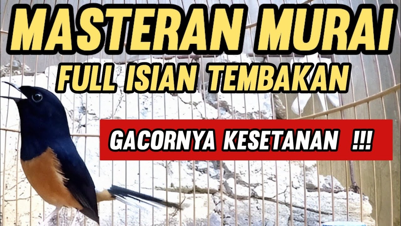 Masteran Murai Batu Full Isian Tembakan || Gacornya kesetanan