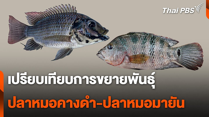 เปรียบเทียบการขยายพันธุ์ ปลาหมอคางดำ-ปลาหมอมายัน | วันใหม่ ไทยพีบีเอส | 25 ก.ค. 67