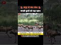 लंगूर से पंगा लेना जंगली कुत्तों को पड़ा महंगा 😂 । animal shorts । #shorts #ytshorts