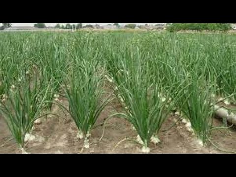 Kilimo Boracha Vitunguu Swaumu