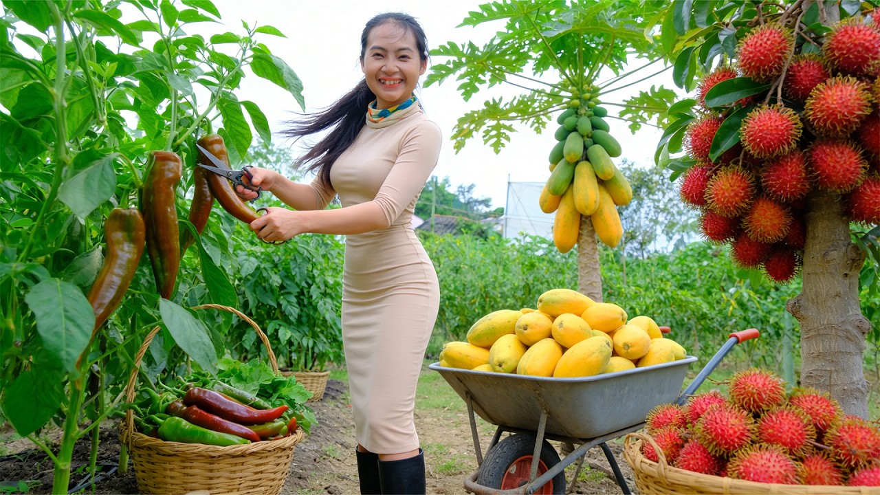 Office Woman Leaves The City: Harvest Palermo Peppers To Sell At The Market – Care For Peanut Plants