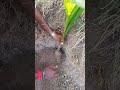 Plantation Of Coconut Tree Awesomecreater