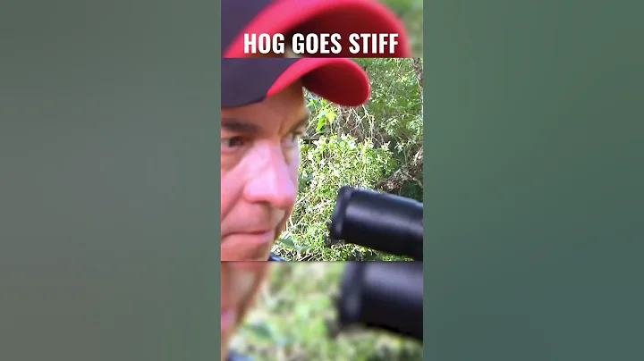 Hog Shot in the Head and Goes STIFF AS A BOARD - DayDayNews