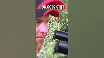Hog Shot in the Head and Goes STIFF AS A BOARD