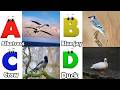 ABC Song | Birds ABC Song | Phonics for Kids| Learn ABC, Baby | Alphabet Letters