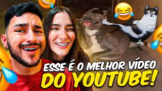 Apenas uns momentos engraçados de animais 2025 | Funny Catlos - React