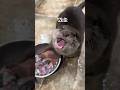 ​#Otter #SatisfyingFeeding #EatsForFun #shorts