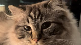 Happy Cats! by 2.4 Children & 3 Cats 141 views 2 months ago 2 minutes, 30 seconds