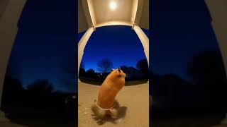 So funny doorbell #ai #funny #fyp #ytshorts