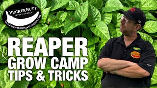 Tips & Tricks For Growing Carolina Reapers | Ed Currie