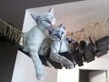 Лазалки для кошек своими руками/Cat climbing frame