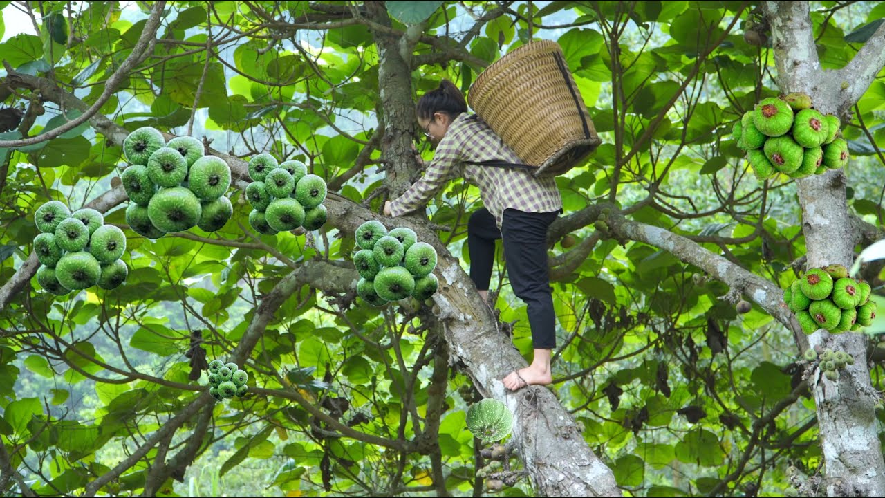 Make stomach medicine from figs, take care of kaka birds and boil corn to eat