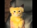 Mi Gato Pikachu