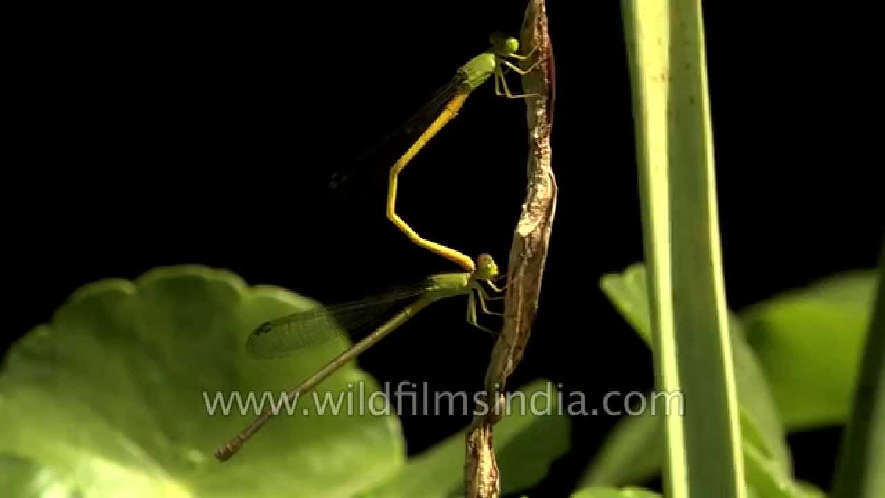 Damselflies mating on a Water Lily
