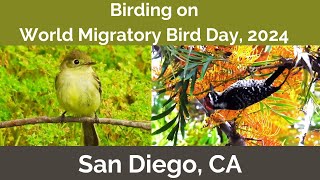 Birding San Diego on World Migratory Bird Day 5/11/2024