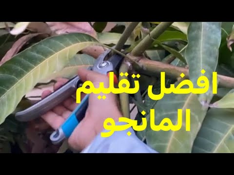 افضل طريقة تقليم شجرة المانجو للحصول على انتاج بغزارة وشجرة قوية