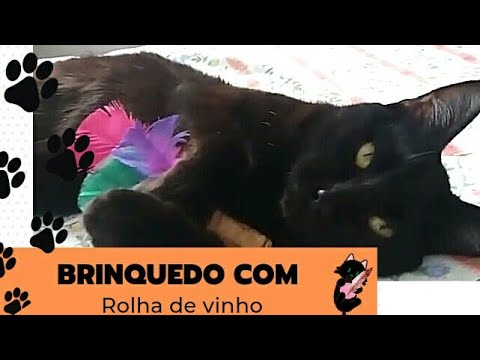 Vídeo: Os animais de estimação podem se apaixonar?