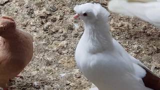 Pigeons of Stavropol visiting Sergey.