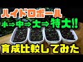 【水耕栽培大学】ハイドロボールサイズ別育成比較してみました！！