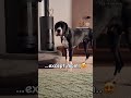🥹❤️#youtubeshorts#viral #funny #reels #shortvideo #love #dogshorts #greatdane #cute
