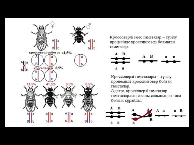 Өзбек мобильді порно