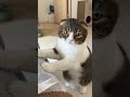 どうしても飼い主の上に乗りたい猫が可愛すぎたw #shorts