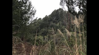 Ngāti Paretāpoto - Removal From Maniapoto Mandate