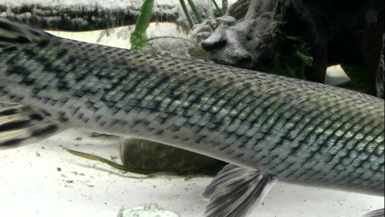 Alligator gar - 61 cm ( Atractosteus spatula)