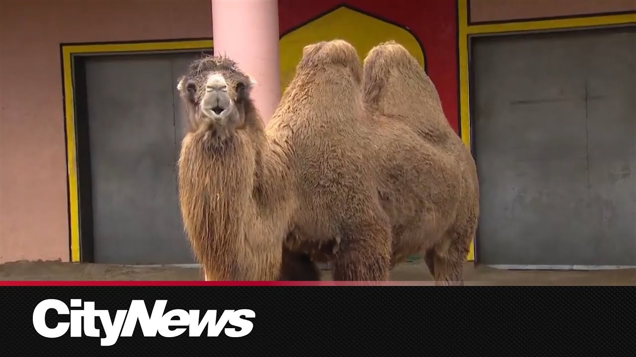 Endangered species Bactrian camel expecting at the Toronto Zoo - YouTube